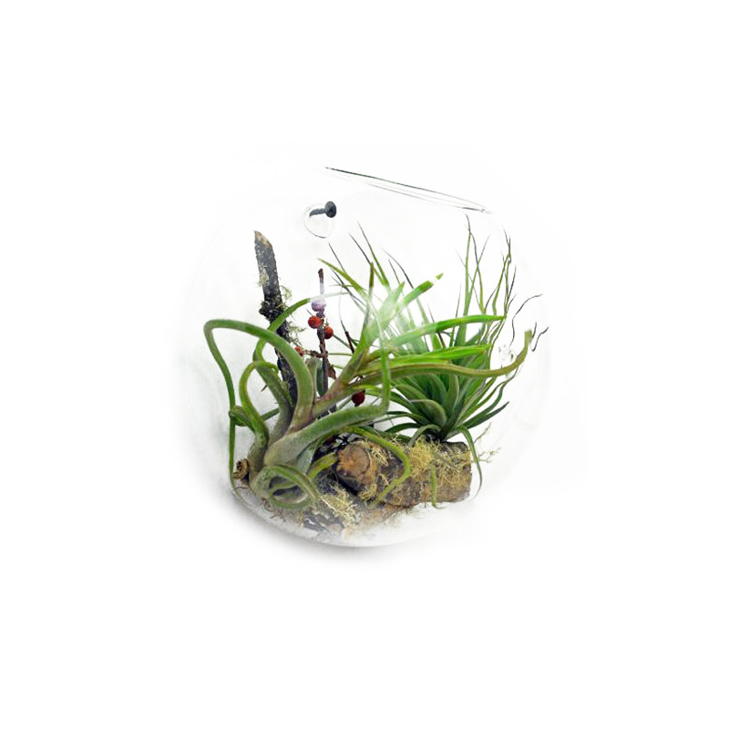 Ozdobne Szklane Terrarium - Duża Misa