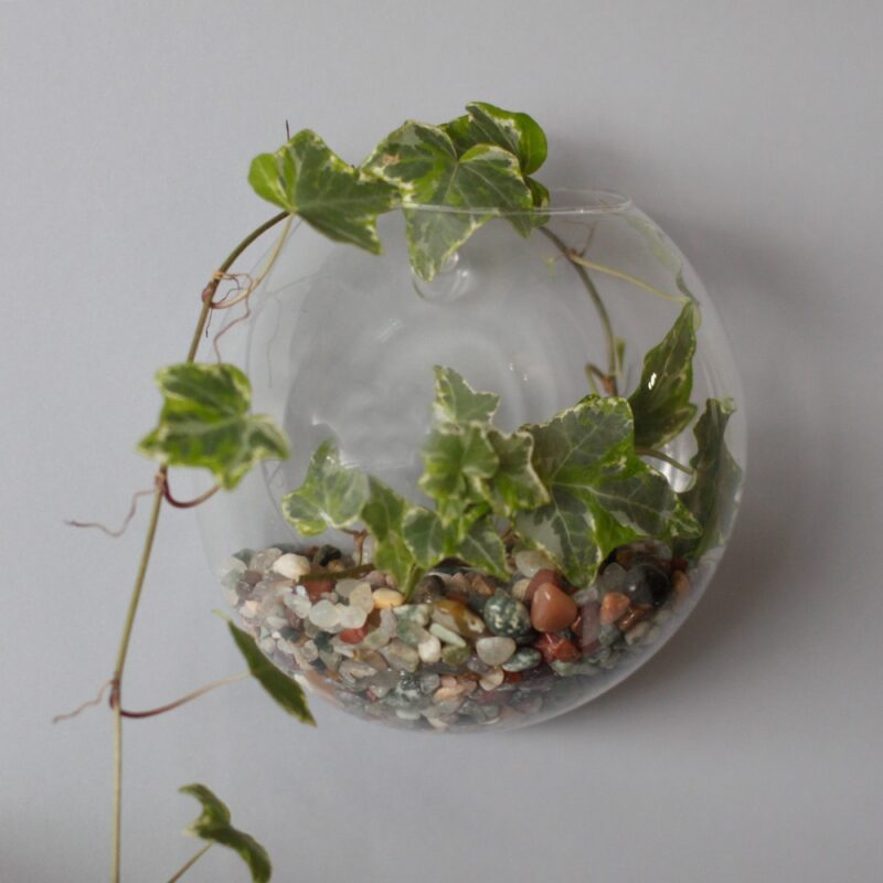 Ozdobne Szklane Terrarium - Mała Misa