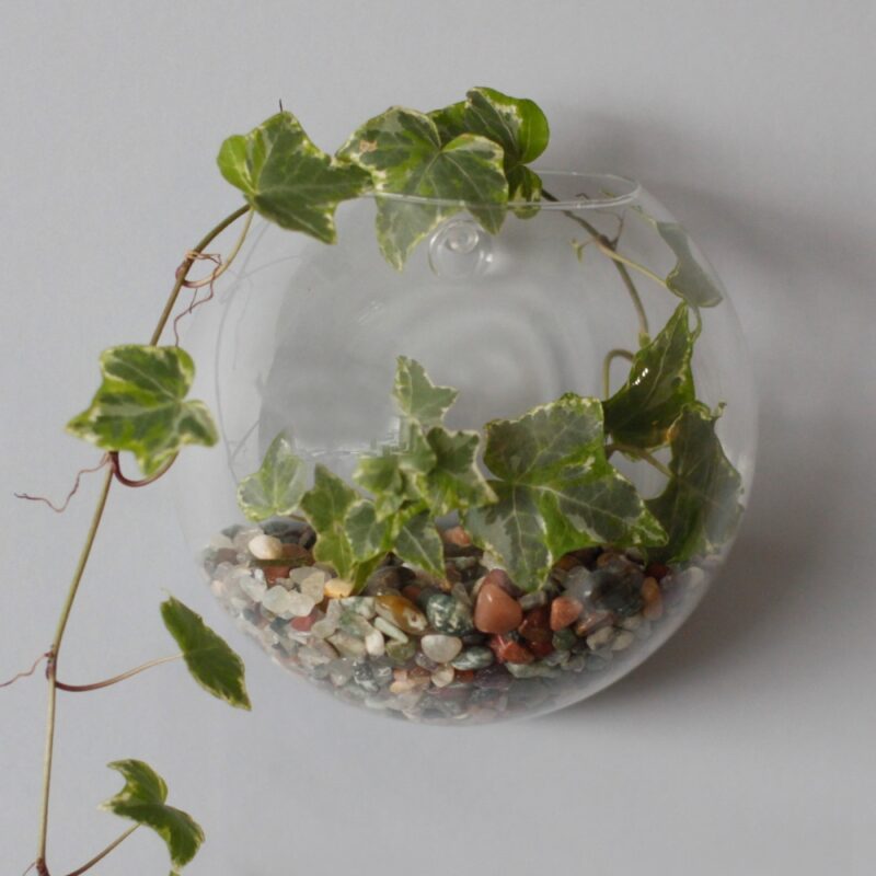 Ozdobne Szklane Terrarium - Mała Misa